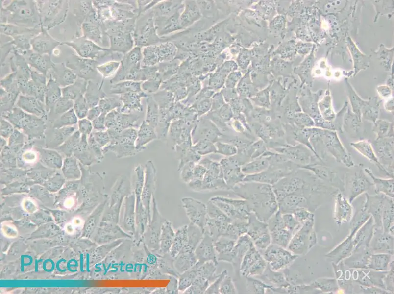 T98G Cell Complete Medium - small - 6