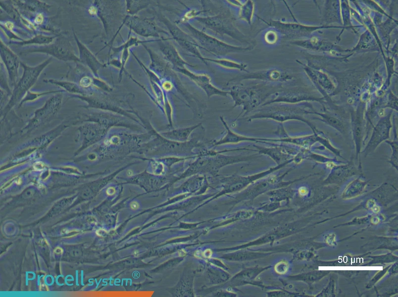 Mouse Brown Preadipocyte Complete Medium - 6
