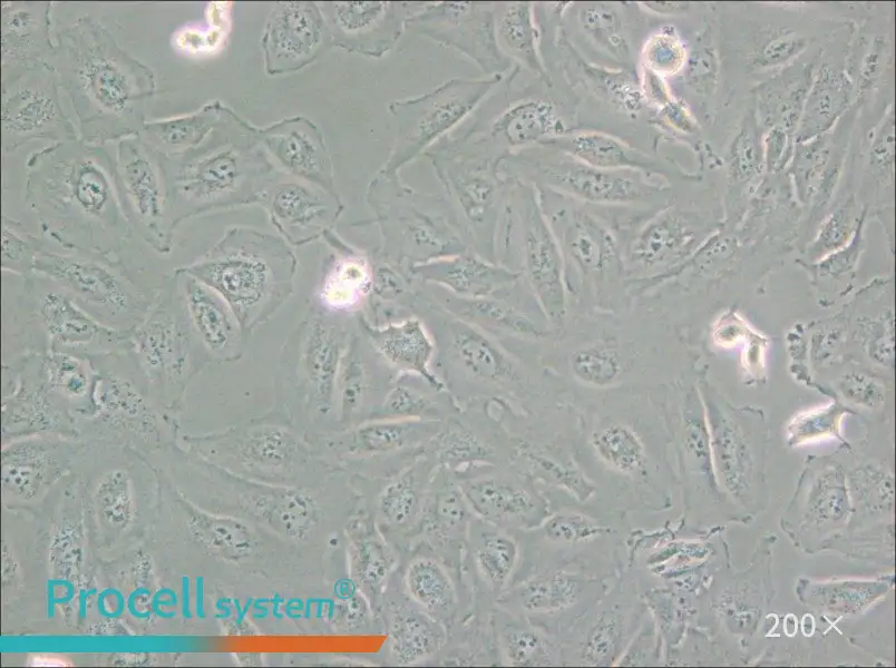 Daoy Cell Complete Medium - small - 6