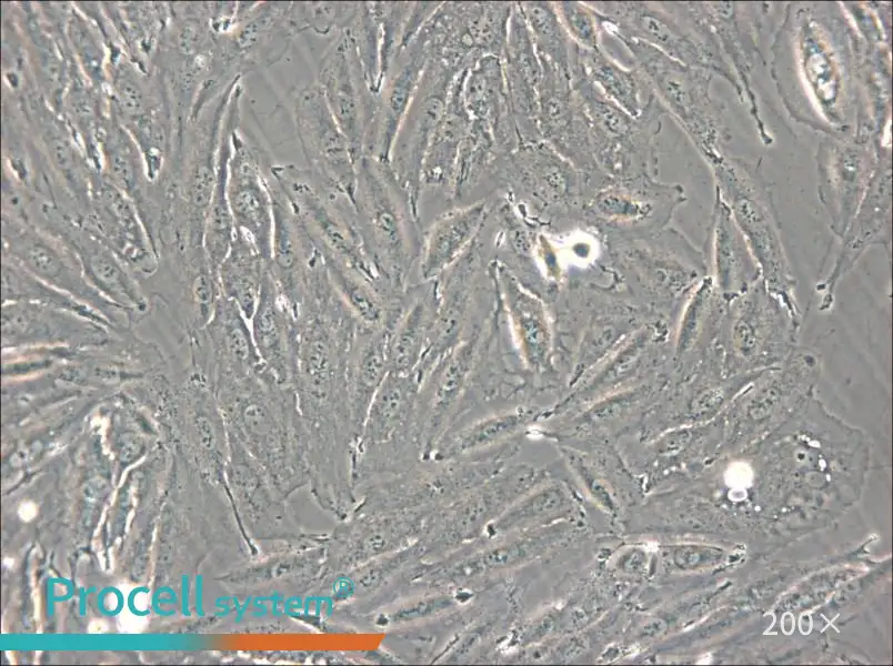 NCI-H2030 Cell Complete Medium - 6