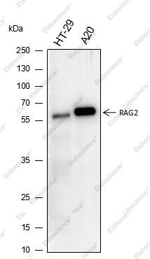 Recombinant RAG2 Monoclonal Antibody - 2
