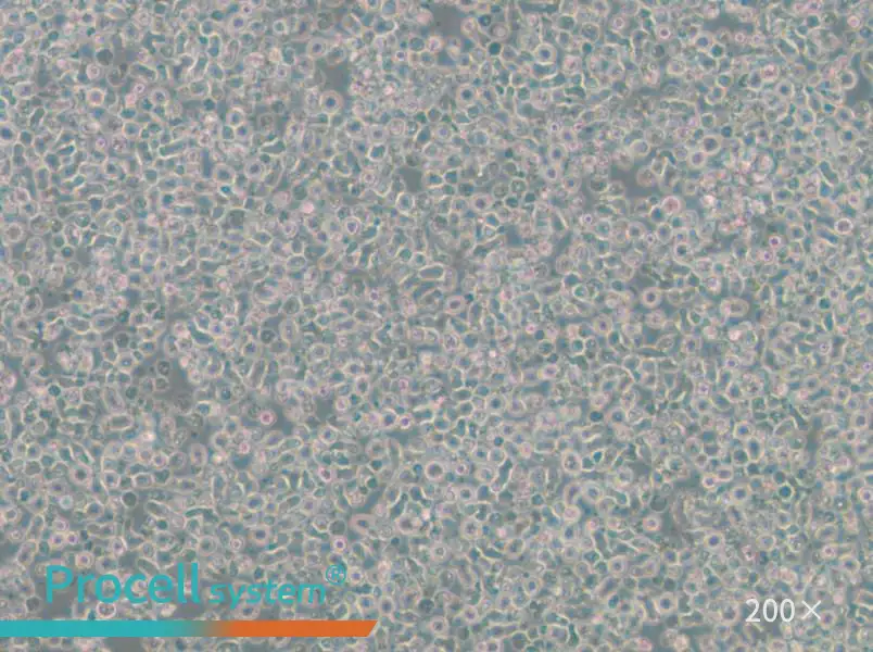 ST486 Cell Complete Medium - 5