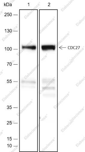 Recombinant Cdc27 Monoclonal Antibody - 1
