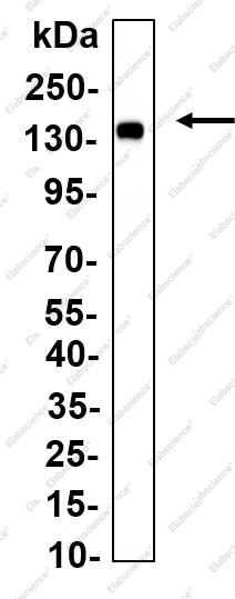 Recombinant BMPR-II Monoclonal Antibody - 1