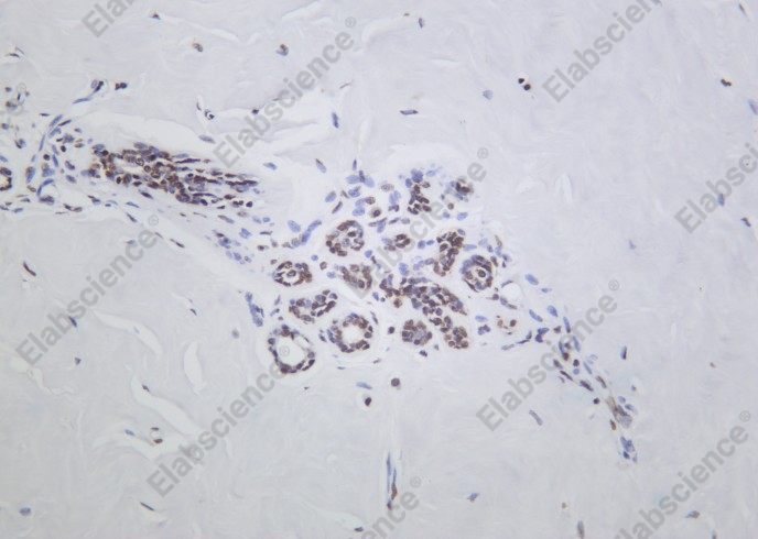 Recombinant Histone H2A.Z Monoclonal Antibody - 1
