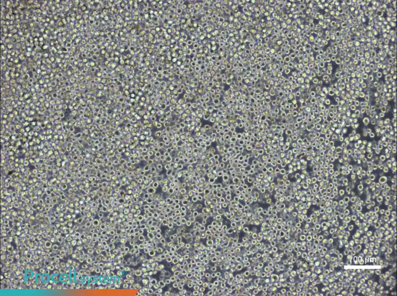 W6/32 Cell Complete Medium - 1