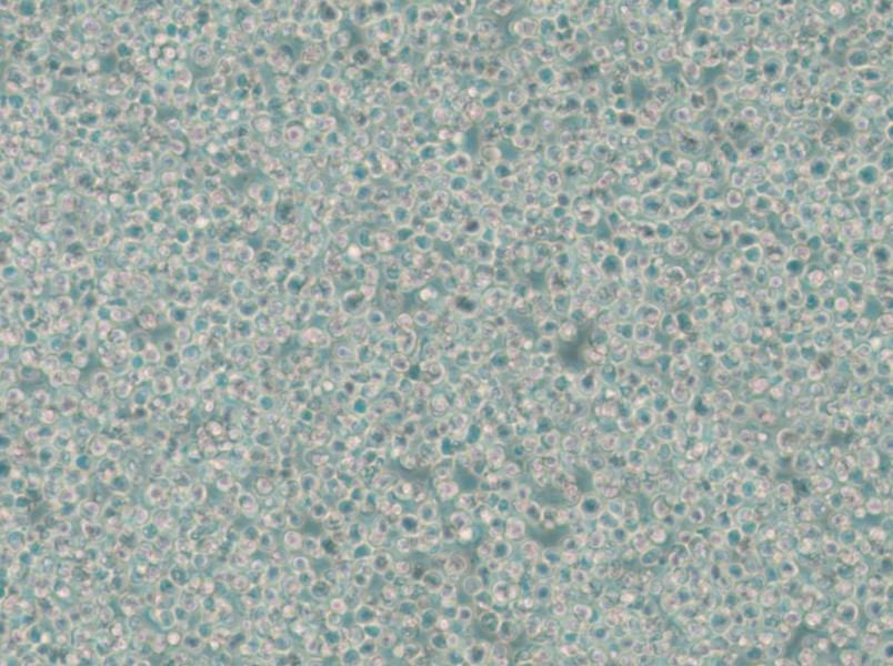 C1498 Cell Complete Medium - 4