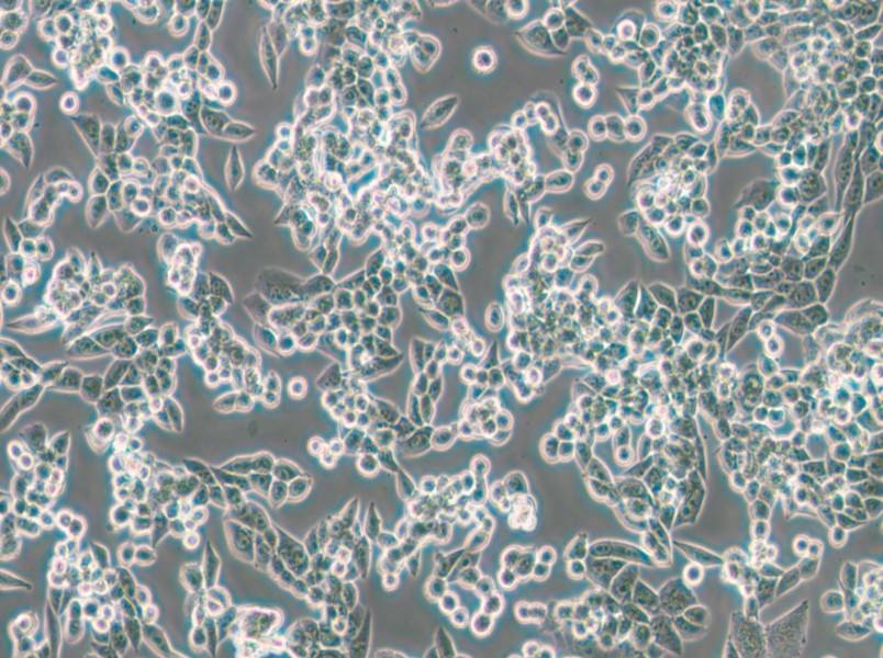 LLC [LL/2; LLC1] Cell Complete Medium - small - 5