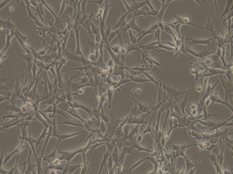 ES-2 Cell Complete Medium - 6
