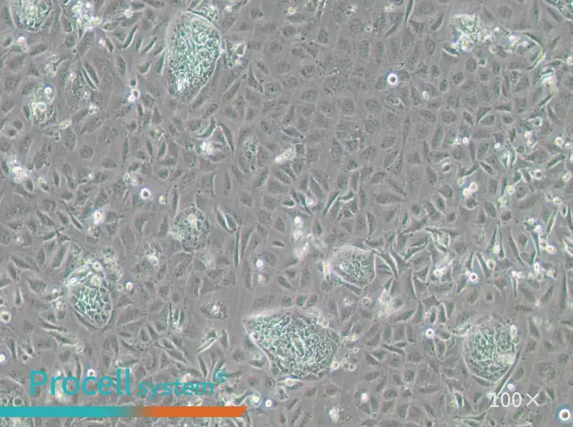 TR-LCC-1 Cell Complete MediumTR-LCC-1 Cell Complete Medium - 3