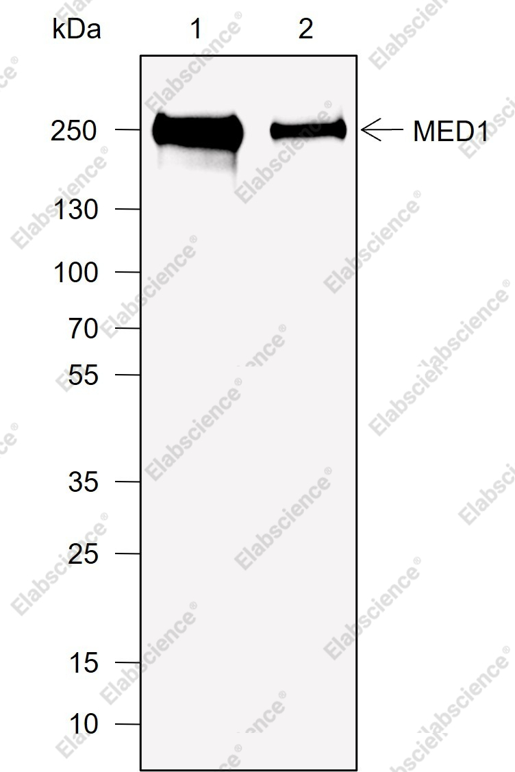 Recombinant MED1 Monoclonal Antibody - 1