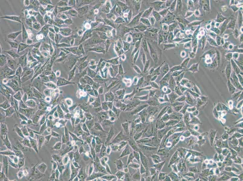 CHP-212 Cell Complete Medium - 5