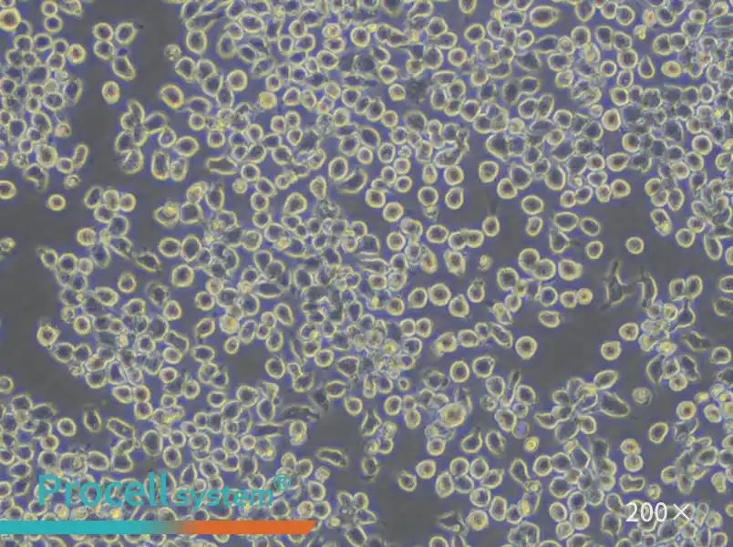 J774A.1 Cell Complete Medium - small - 5