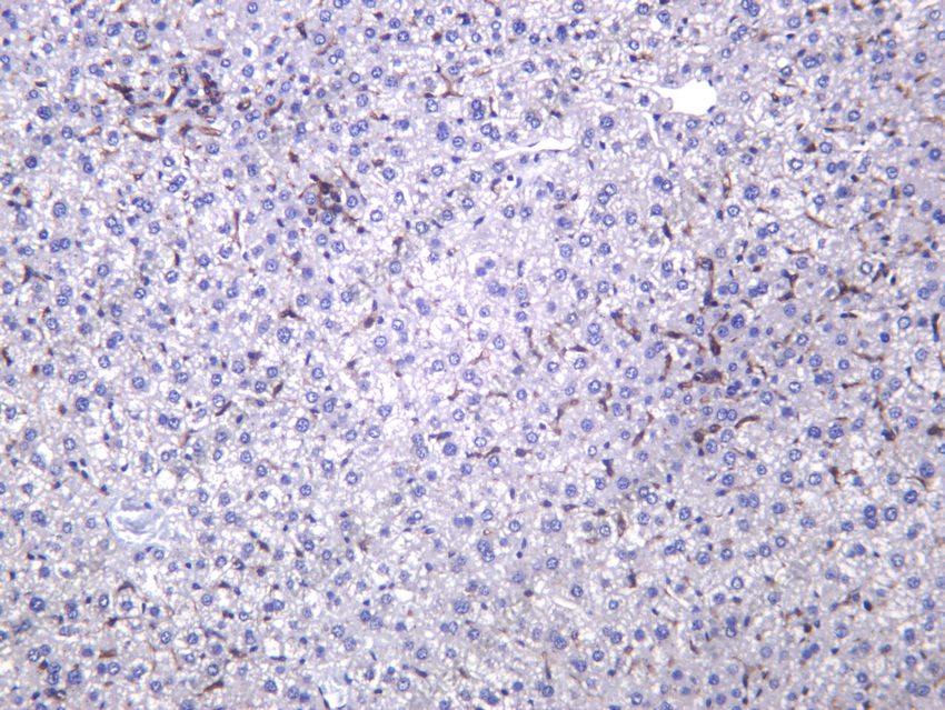 Recombinant F4/80 Monoclonal Antibody - 2