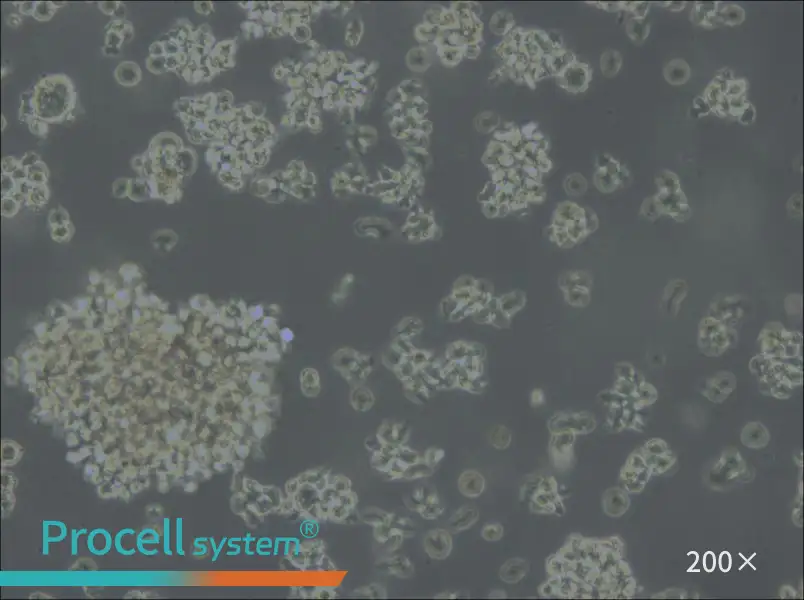 Jiyoye Cell Complete Medium - 5