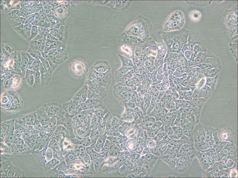 NCI-H1437 Cell Complete Medium - 6