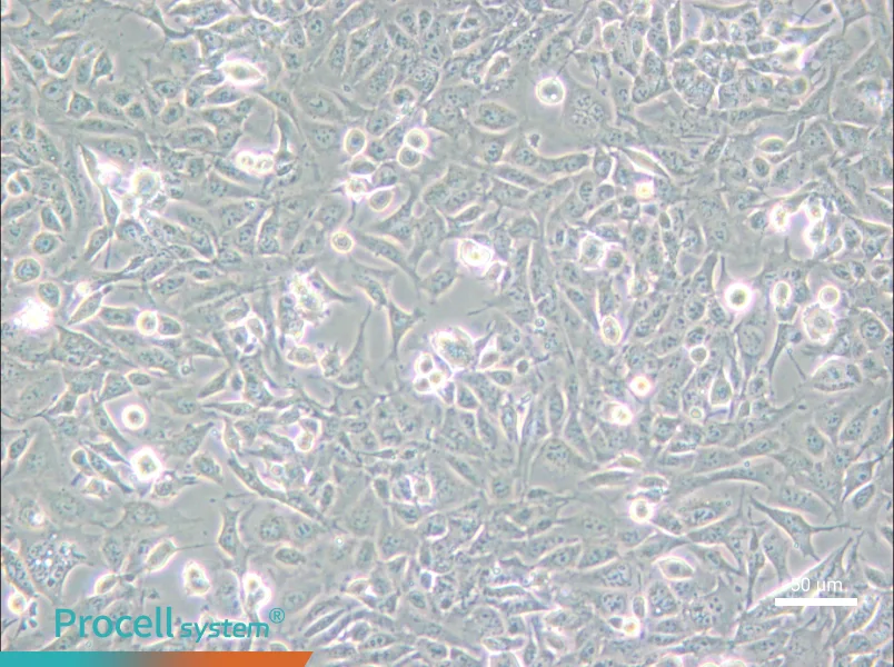 SV40 MES 13 Cell Complete Medium - small - 6