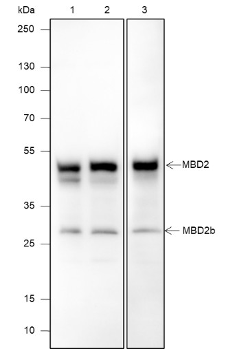 Recombinant MBD2 Monoclonal Antibody-searchlist-1