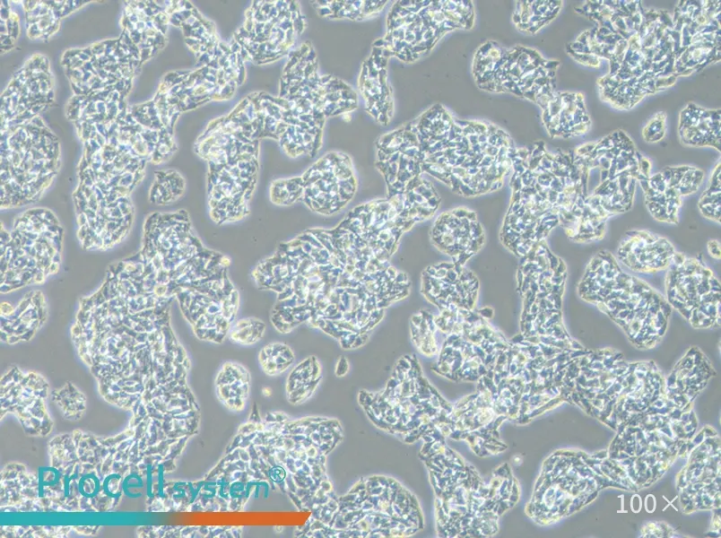 Hep G2 Cell Complete Medium - 1