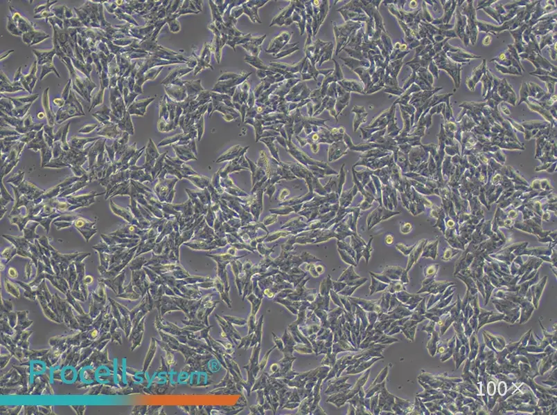 TT Cell Complete MediumTT Cell Complete Medium - 2