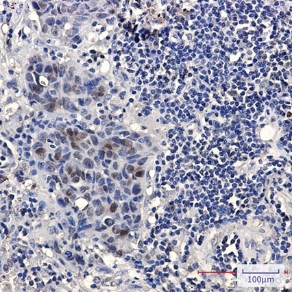 Recombinant HMG4 Monoclonal Antibody - 3