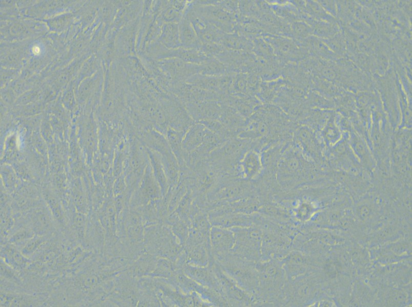 KGN Cell Complete Medium - small - 5