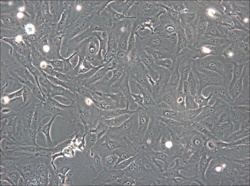 OK Cell Complete Medium - 6
