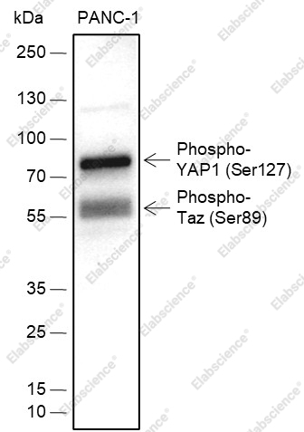 Recombinant Phospho-YAP1 (Ser127) Monoclonal Antibody - 2