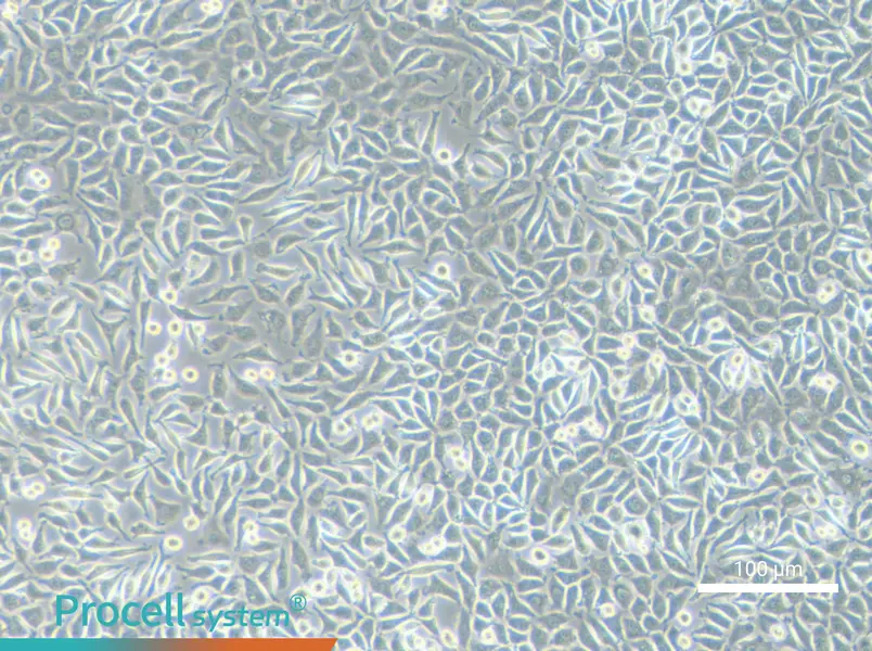 NCTC clone 929 Cell Complete Medium - 1