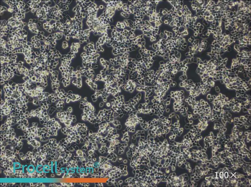 COV434 Cell Complete Medium - 1