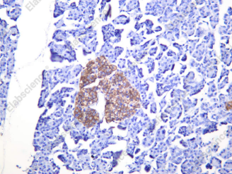 Recombinant Syntaxin 1A Monoclonal Antibody - 2