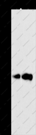 CAPNS1 Polyclonal Antibody - 1
