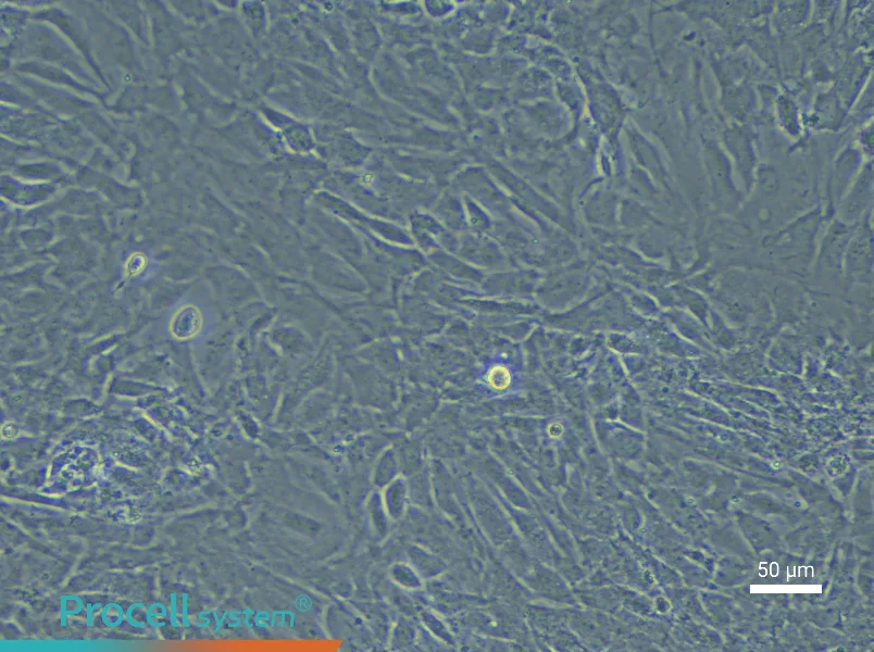 Mouse Embryonic Lung Fibroblast Complete Medium - 4