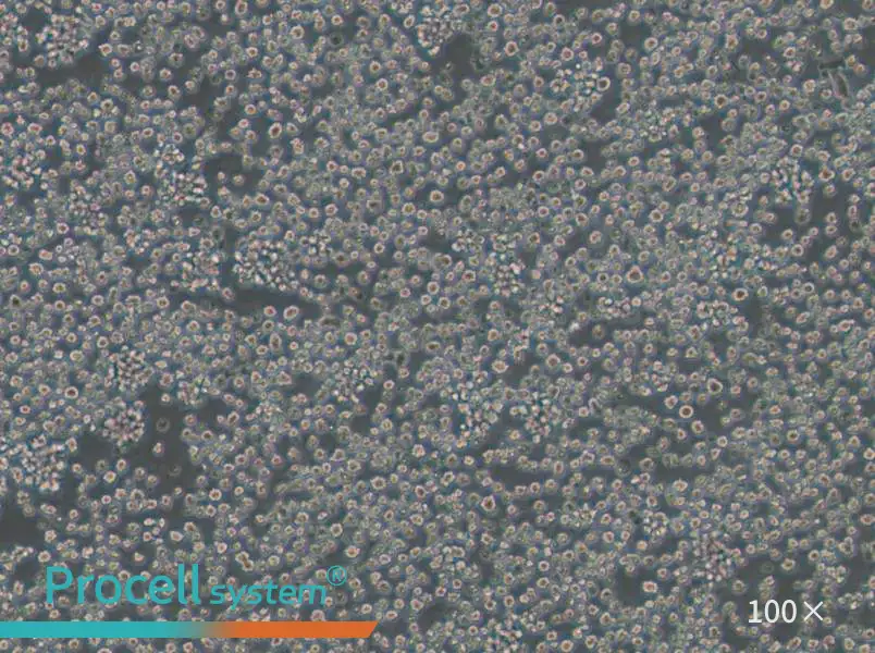 EL4 Cell Complete Medium - 2