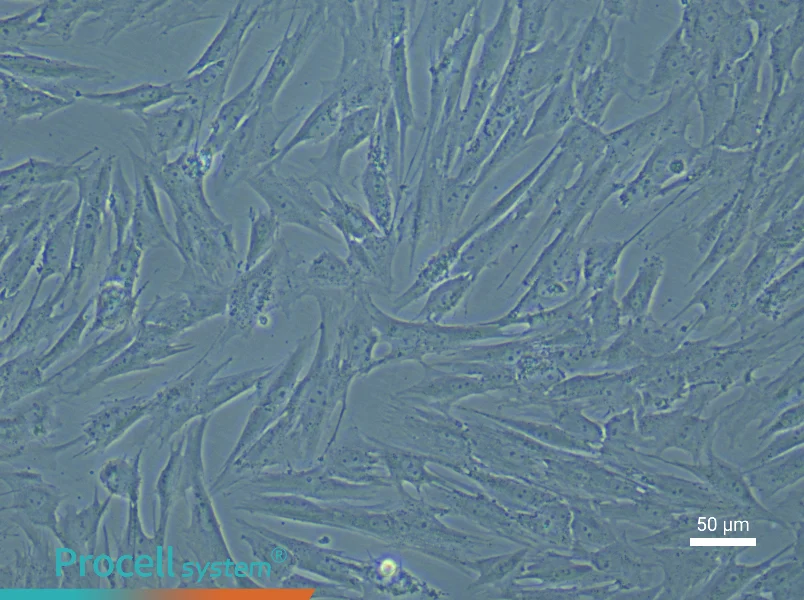 Porcine Skeletal Muscle Satellite Cell Complete MediumPorcine Skeletal Muscle Satellite Cell Complete Medium - 5