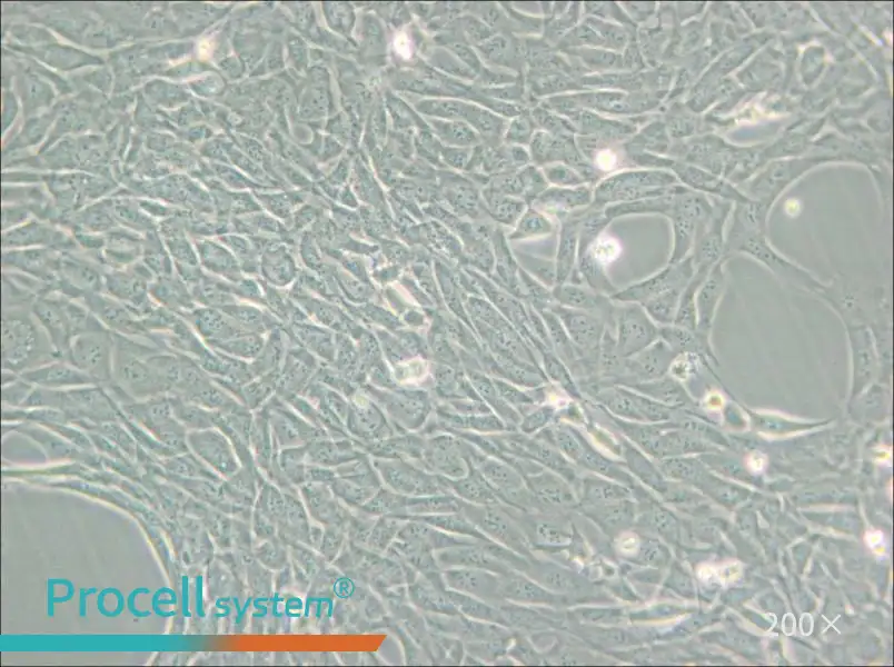 HT22 Cell Complete Medium - small - 6