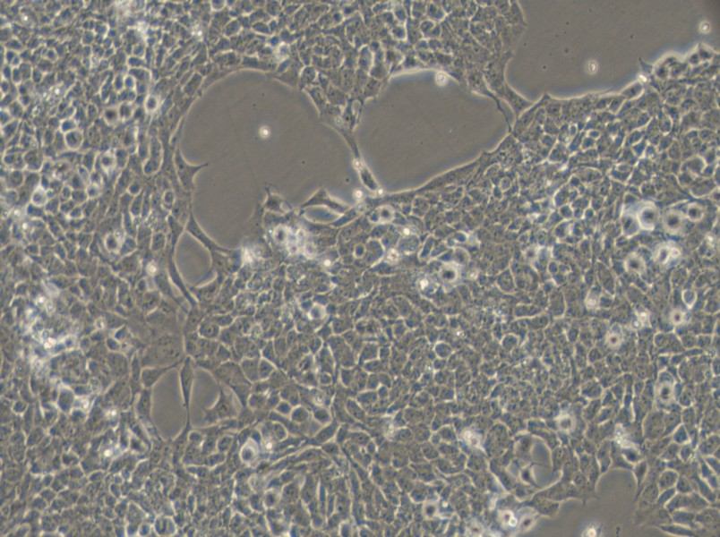 A-673 Cell Complete Medium - 4