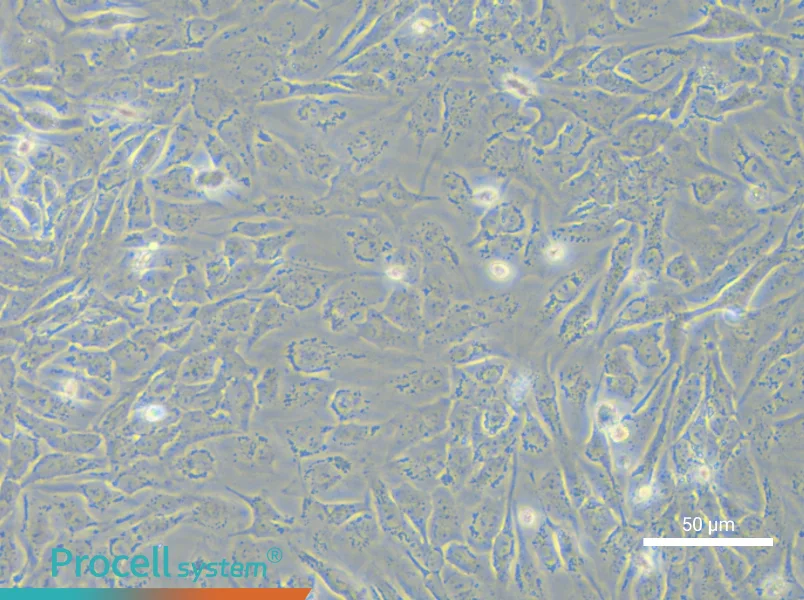 NCI-H2009 Cell Complete Medium - small - 6