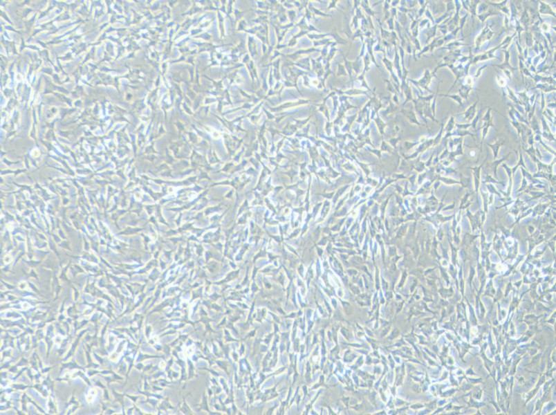 SH-SY5Y [SHSY-5Y] Cell Complete Medium - 2