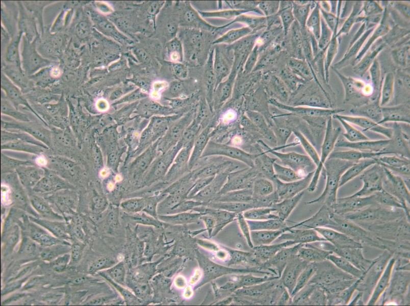 A2058 Cell Complete Medium - small - 6