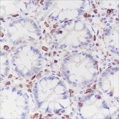 Recombinant CSF-1R Monoclonal Antibody - 1
