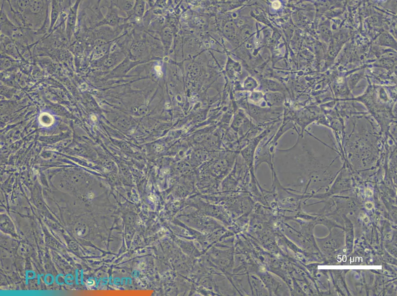 C3H/10T1/2, Clone 8 Cell Complete Medium - 5