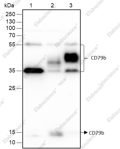Recombinant CD79b Monoclonal Antibody - 1