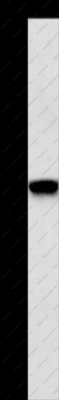 CD239 Polyclonal Antibody - 1