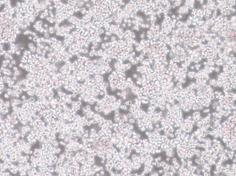 CTLL-2 Cell Complete Medium-searchlist-1