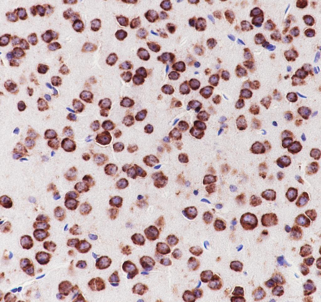 Recombinant eIF3G Monoclonal Antibody - small - 3