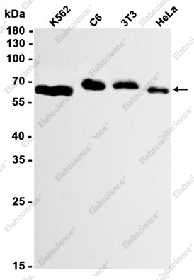 Recombinant ABCE1 Monoclonal Antibody - 1