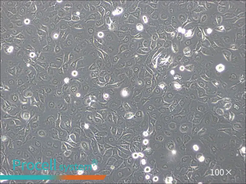 HSC-2 Cell Complete Medium - 3