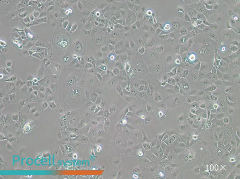 HCC1937 Cell Complete Medium - 3