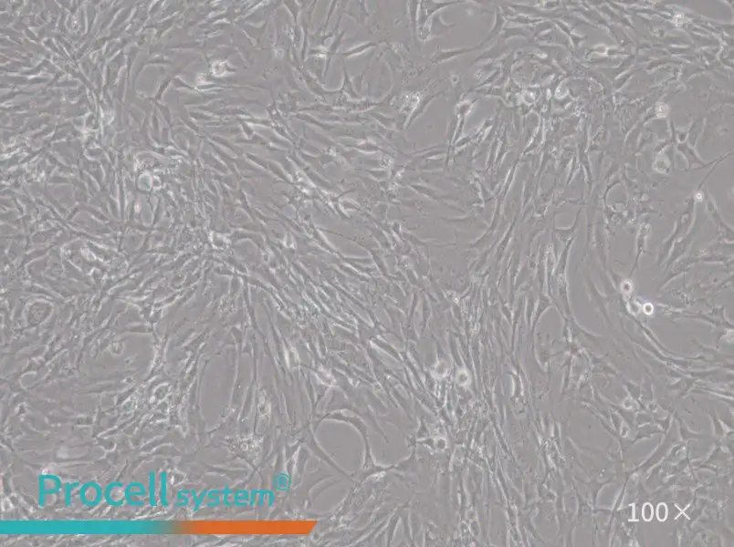 HBZY-1 Cell Complete Medium - 1